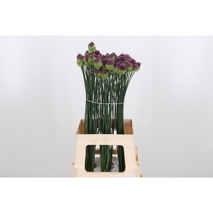 Allium Sphaerocephal (kogel)