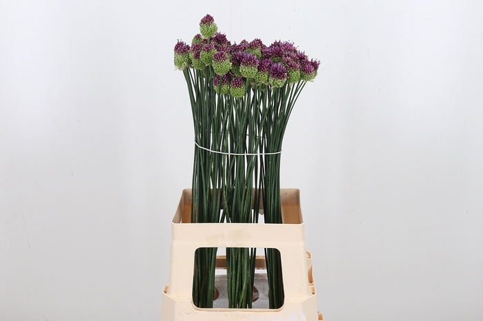 <h4>Allium Sphaerocephal (kogel)</h4>