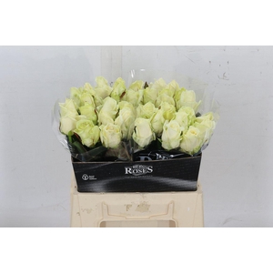 R Gr Avalanche+ A Van Der Berg