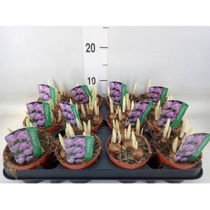 Crocus vernus 'Pickwick'