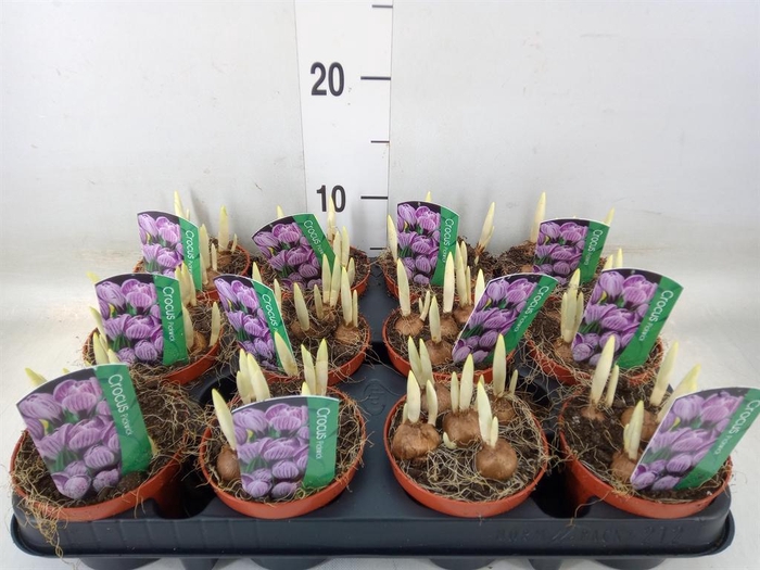 <h4>Crocus vernus 'Pickwick'</h4>