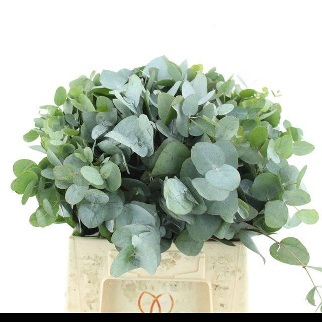 <h4>EUCA CINEREA P STEM 50CM SOUTH AFRI</h4>