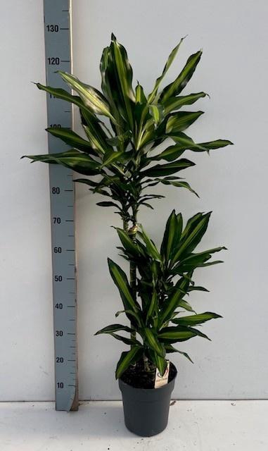 <h4>DRA FRAG CINTHO</h4>