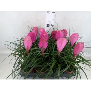 Tillandsia cyanea 'Anita'