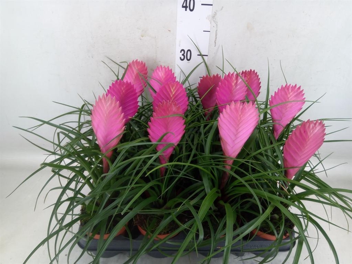 <h4>Tillandsia cyanea 'Anita'</h4>