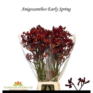 ANIGOZ EARLY SPRING