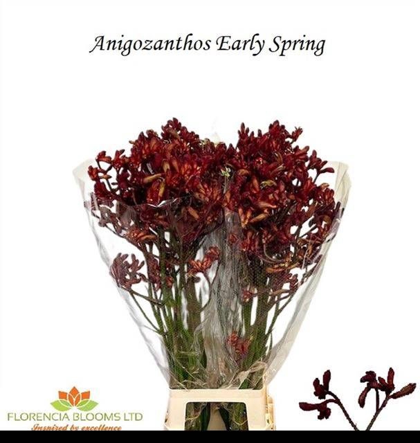 <h4>ANIGOZ EARLY SPRING</h4>