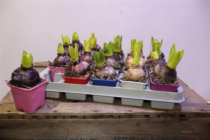 <h4>arr8 Hyacin Gem 5 Kl</h4>