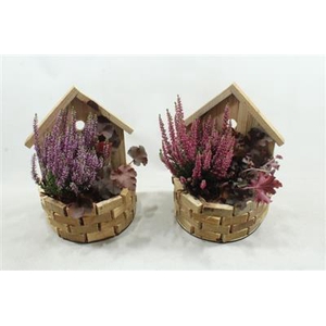 8791 VOGELHUIS CALLUNA
