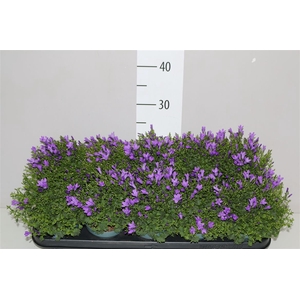 Campanula Port Intense Blue
