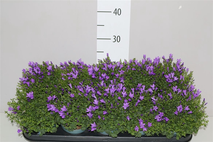 <h4>Campanula Port Intense Blue</h4>