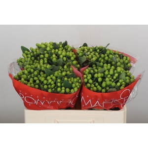 Hypericum Lucky Romance