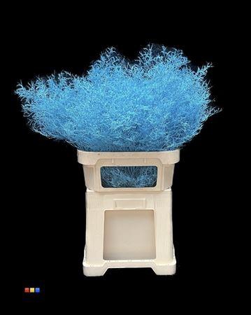 <h4>Limonium Light Blue</h4>