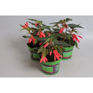 Begonia Hang Orange