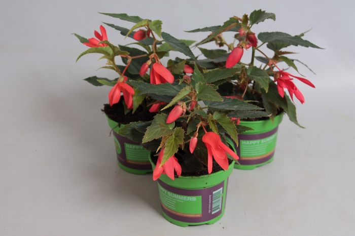 <h4>Begonia Hang Orange</h4>