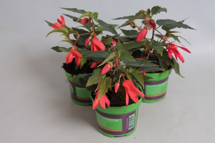 <h4>Begonia Hang Orange</h4>