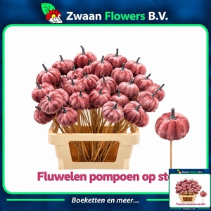 HUIS EN TUINDECO H%