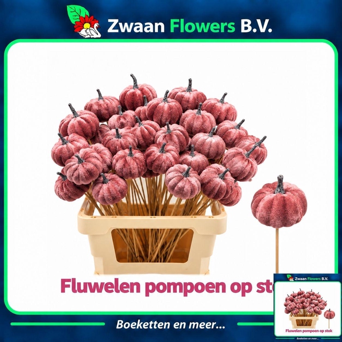 <h4>HUIS EN TUINDECO H%</h4>