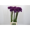 Allium Purple Sensation