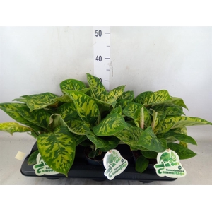 Homalomena wal. 'Camouflage'