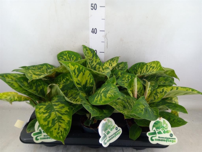 <h4>Homalomena wal. 'Camouflage'</h4>