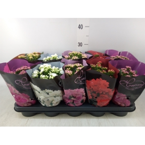 Kalanchoe blos.   ..rosebud rs fl 5