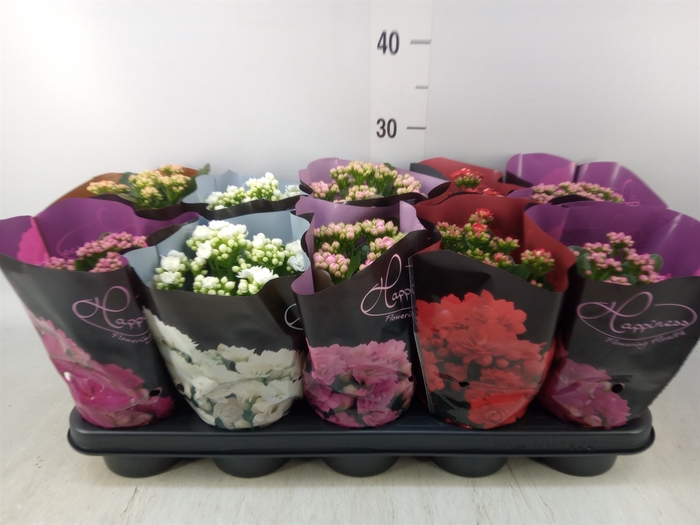 <h4>Kalanchoe blos.   ..rosebud rs fl 5</h4>