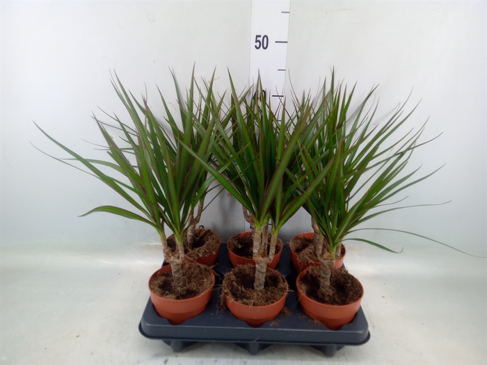 <h4>Dracaena marg.</h4>