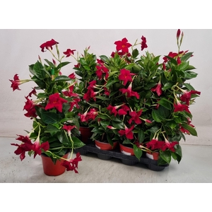 MANDE RIO DEEP RED