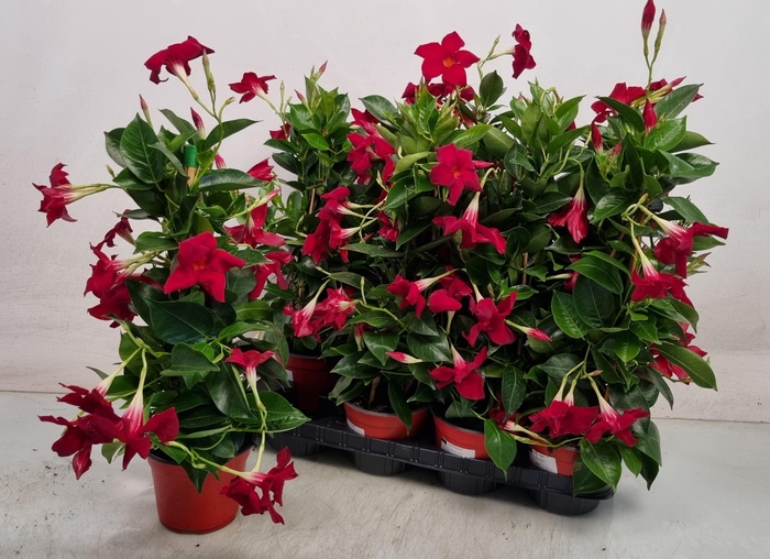<h4>MANDE RIO DEEP RED</h4>