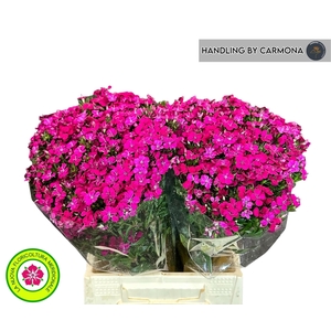 Dianthus Br Amazon Neon Cherry