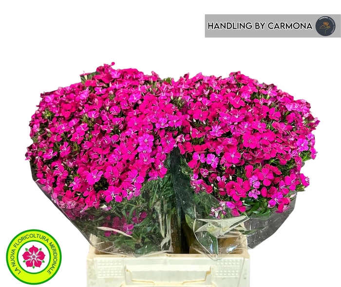 <h4>Dianthus Br Amazon Neon Cherry</h4>