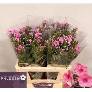 PHLOX P KIKI