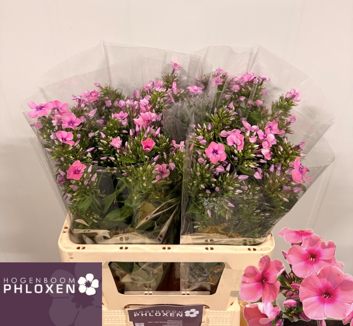 <h4>PHLOX P KIKI</h4>