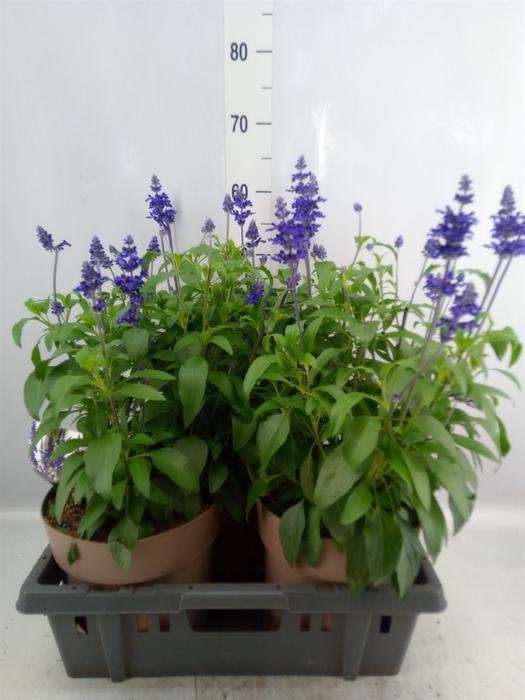 <h4>Salvia farinacea 'Farina Blue'</h4>