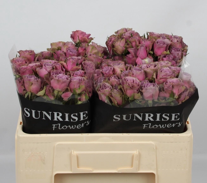 <h4>R TR PURPLE SKY</h4>