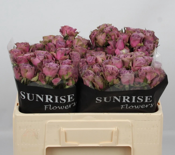 <h4>R TR PURPLE SKY</h4>