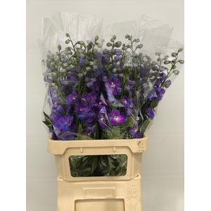 Delph Du Guard Blue