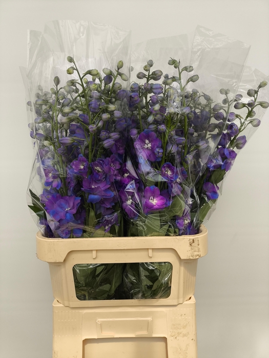 <h4>Delph Du Guard Blue</h4>