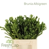 Brunia Albigreen