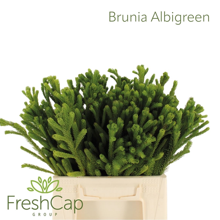<h4>Brunia Albigreen</h4>