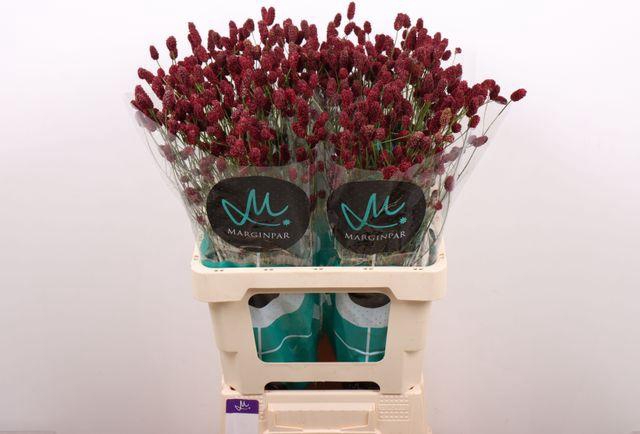 <h4>Sang Of Red Dream</h4>