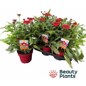 ECHINA SOM SALSA RED
