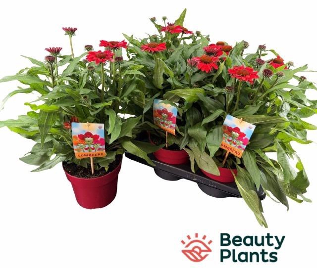<h4>ECHINA SOM SALSA RED</h4>