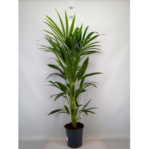 Howea forsteriana