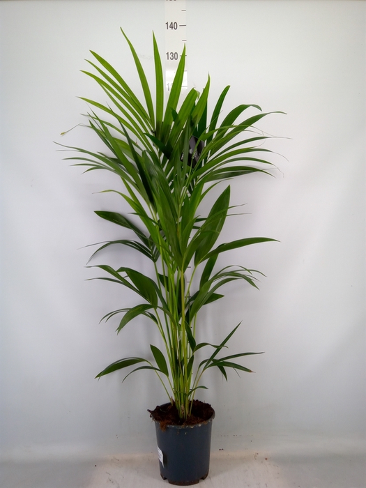 <h4>Howea forsteriana</h4>
