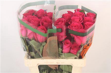 <h4>R Gr Ec Pink Floyd!</h4>