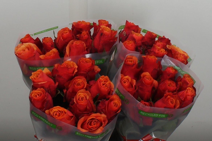 <h4>R Gr Espana</h4>