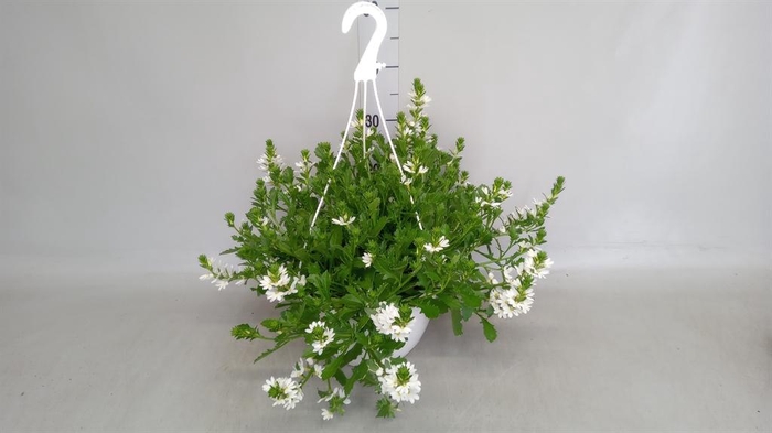 <h4>Scaevola aemula</h4>