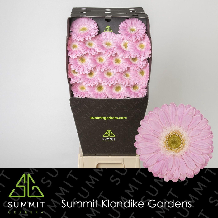 <h4>GE MI BABBLE Diamond</h4>